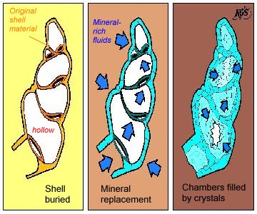 Gastropod shells can be replaced by other minerals when buried, or may decompose and the space that is left may be recrystallized.